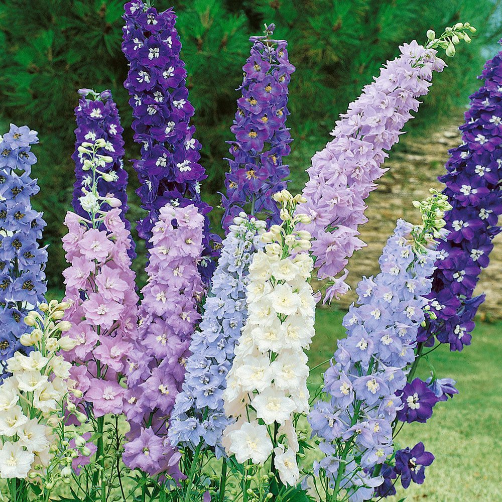 Delphinium Cleveland Plant & Flower Erie