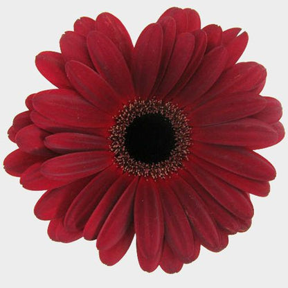 Gerbera-Minis