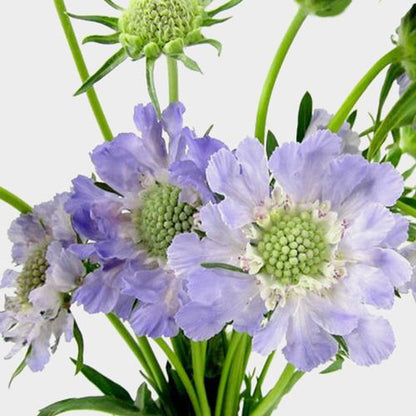 Scabiosa