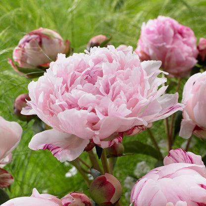 Peony