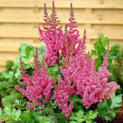 Astilbe