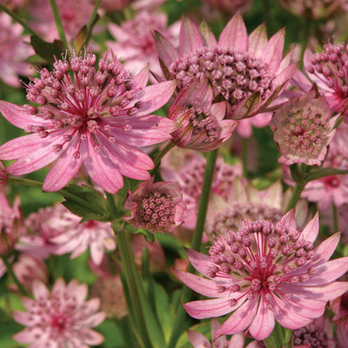 Astrantia