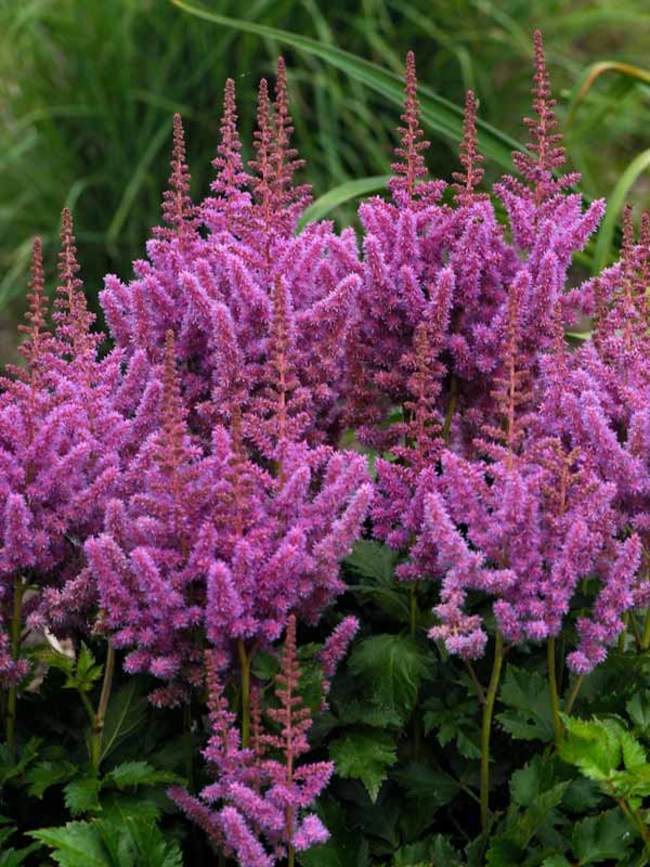 Astilbe