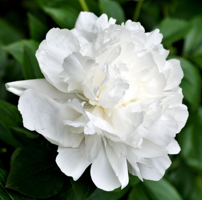 Peony