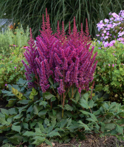 Astilbe