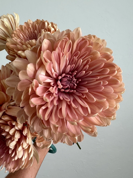 Chrysanthemum Disbud (Cremon, Fuji, Mum)