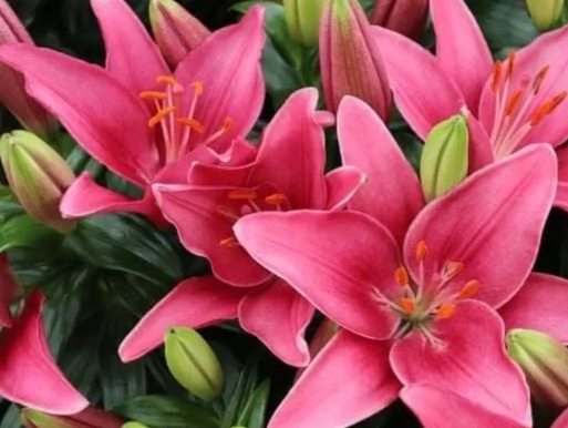 Lily Asiatic