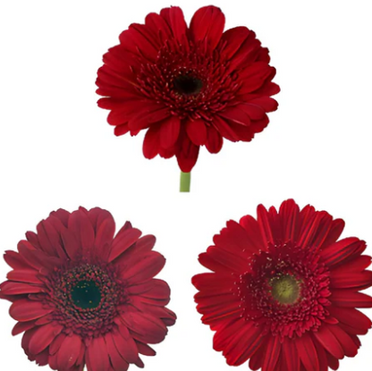 Gerbera