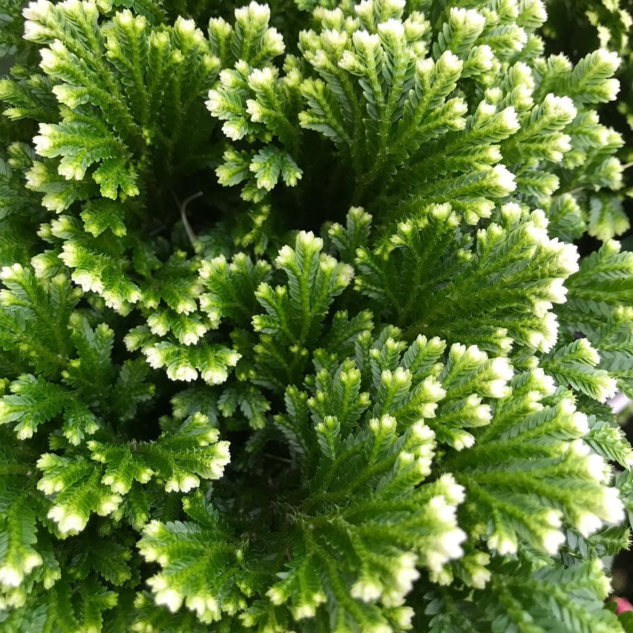 Frosty Fern