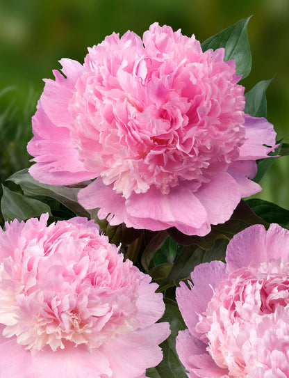 Peony