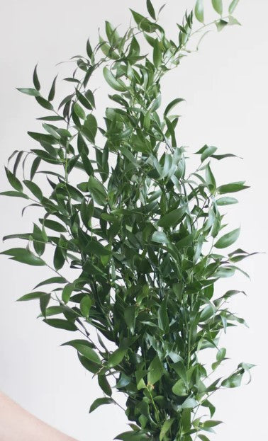 Ruscus