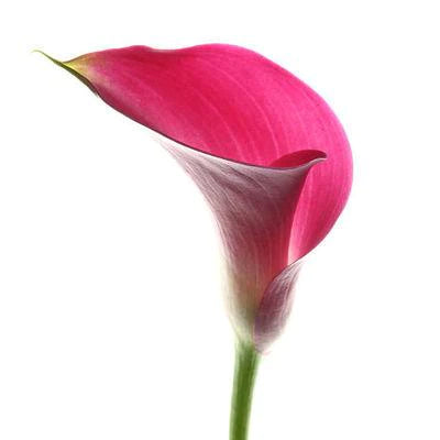 Calla Lily - Mini