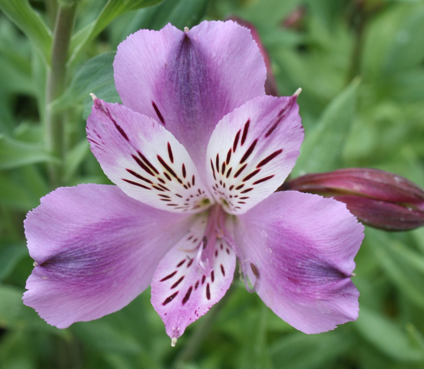 Alstroemeria