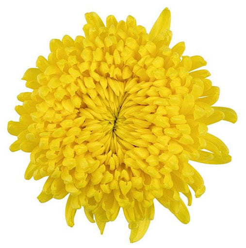 Chrysanthemum Disbud (Cremon, Fuji, Mum)