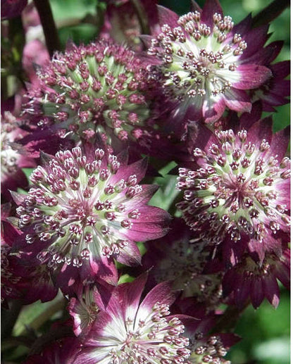 Astrantia