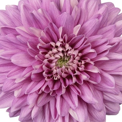 Chrysanthemum Disbud (Cremon, Fuji, Mum)