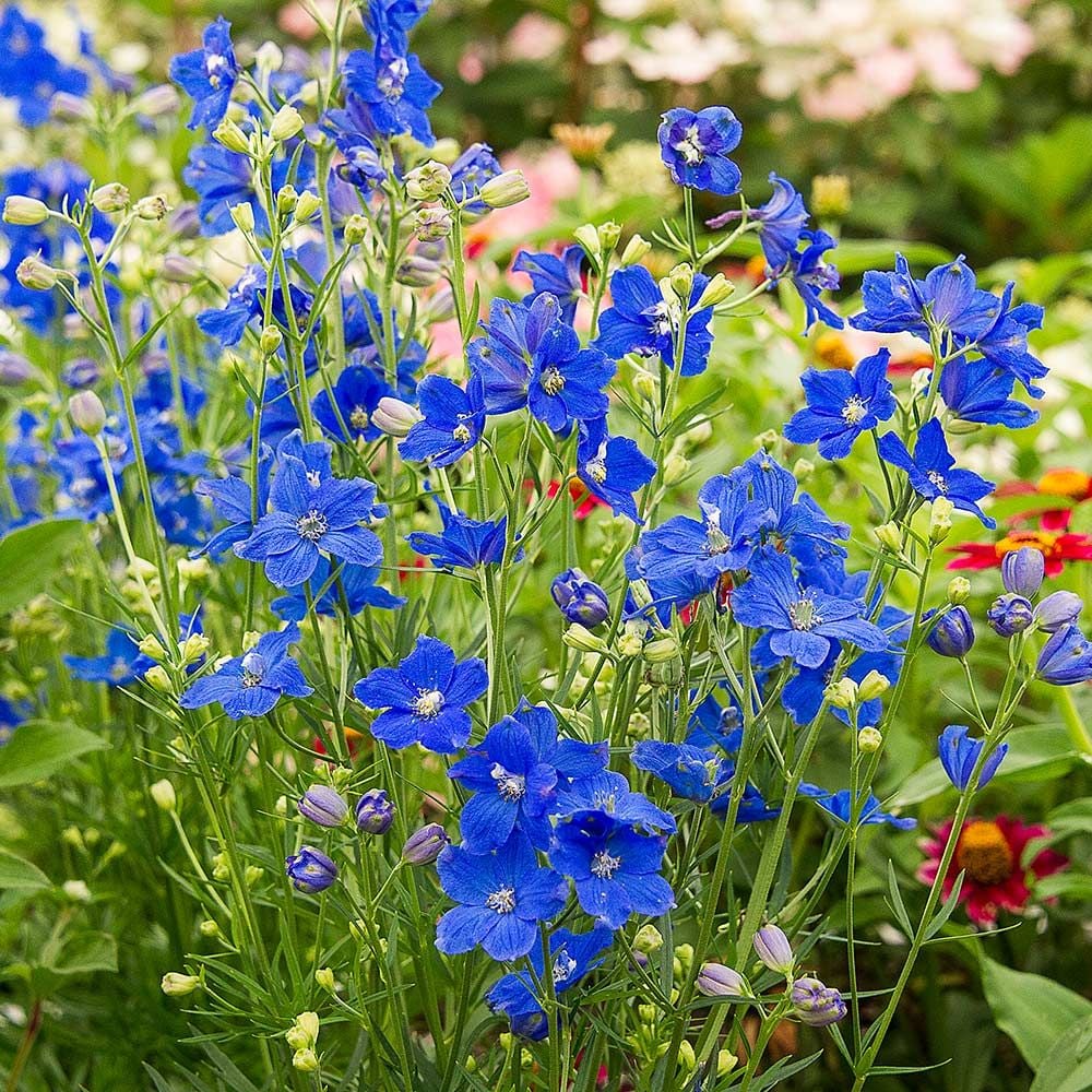 Delphinium