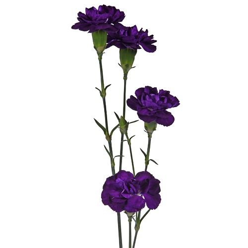 Carnations Spray (Mini Carnations)