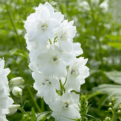 Delphinium