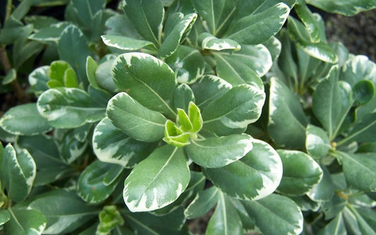 Pittosporum