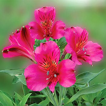 Alstroemeria