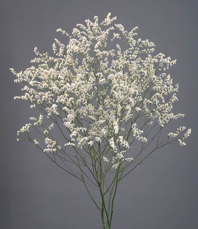 Limonium