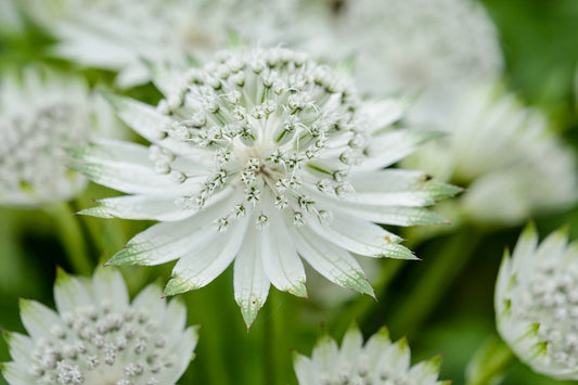 Astrantia