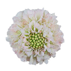 Scabiosa