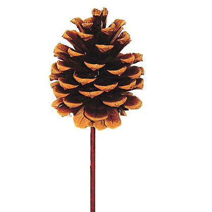 Pine Cones