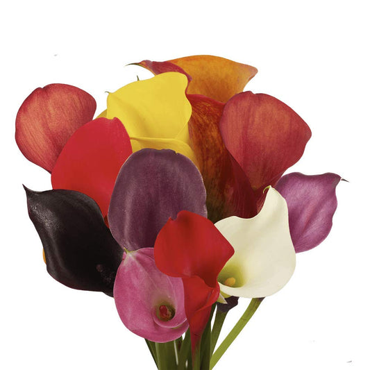 Calla Lily - Mini