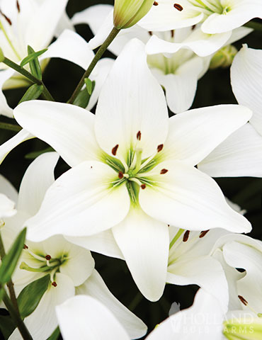 Lily Asiatic