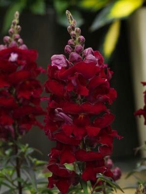 Snapdragons