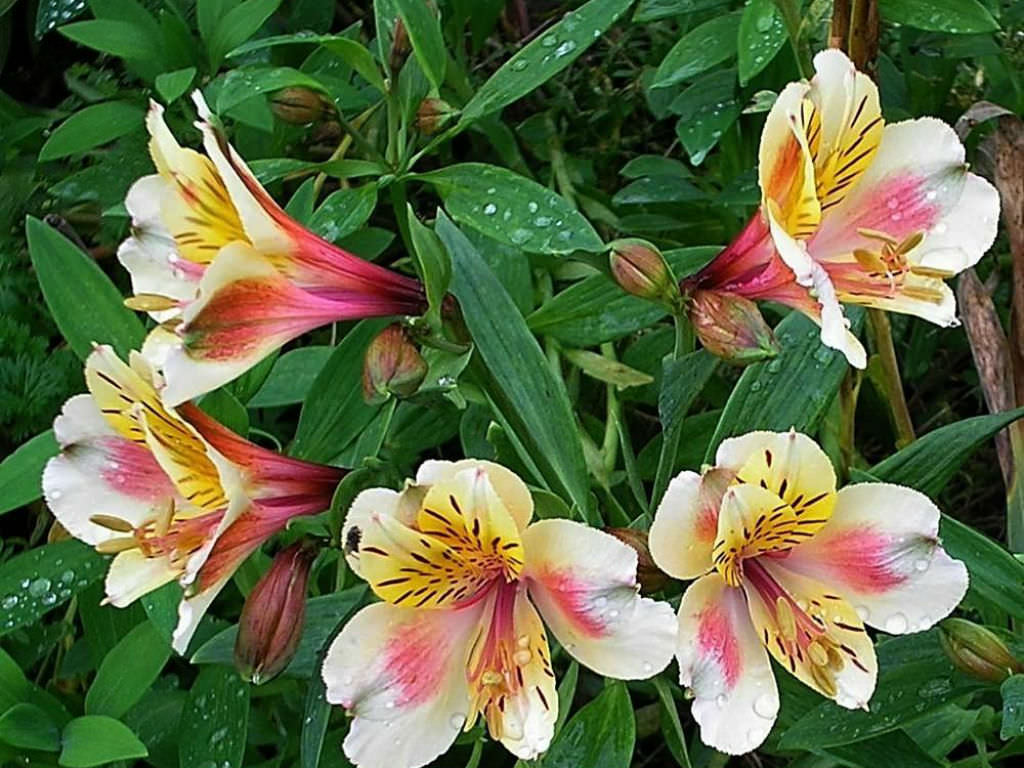 Alstroemeria