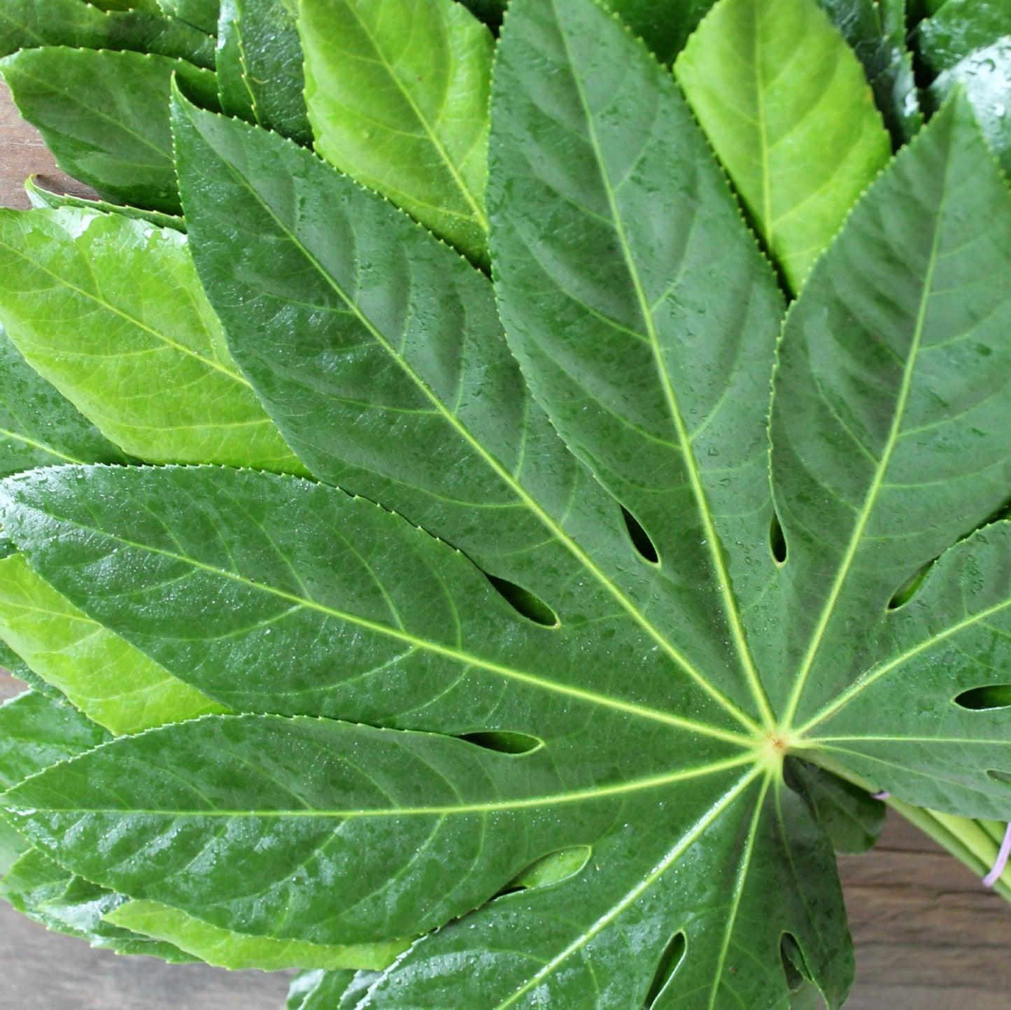 Aralia Leaves