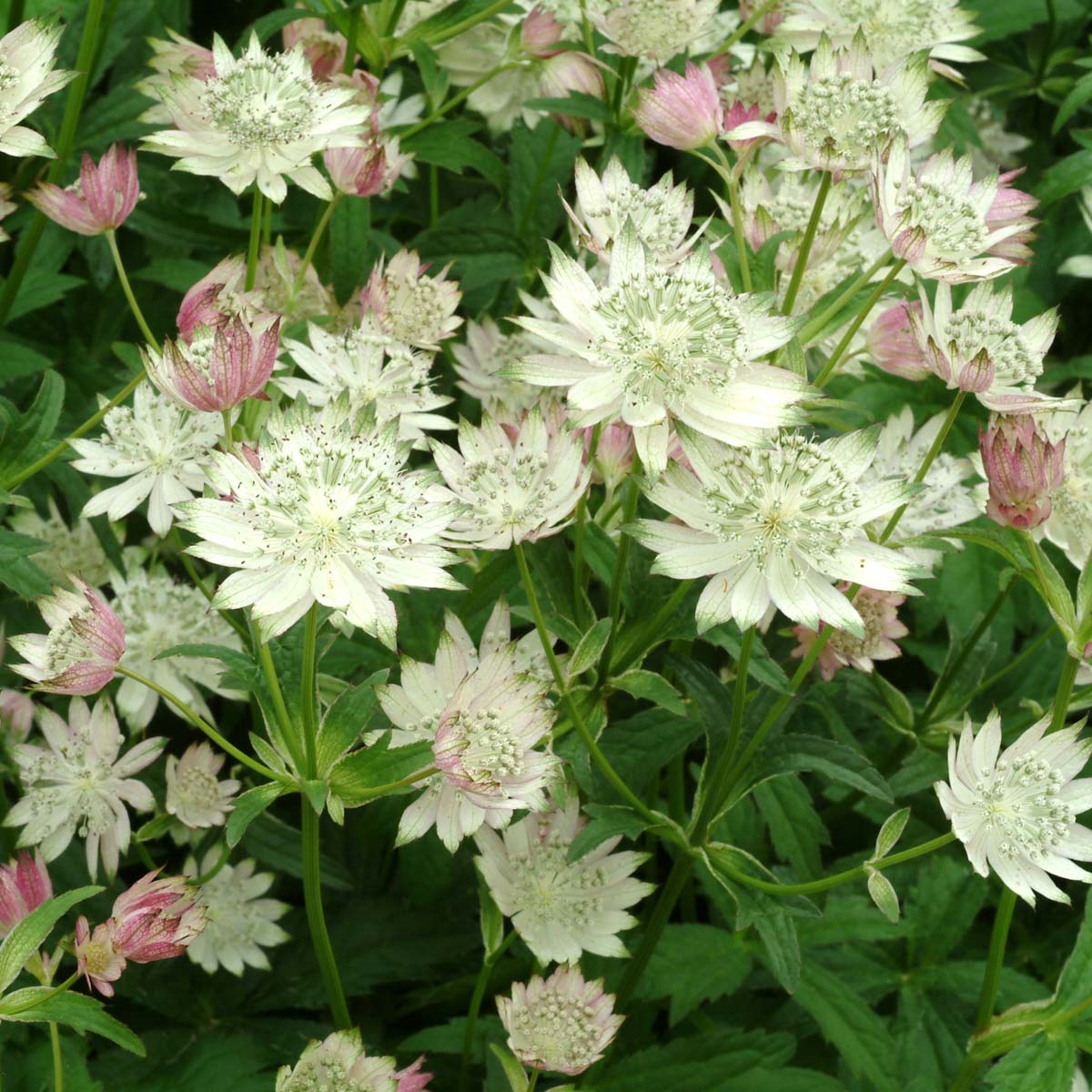 Astrantia