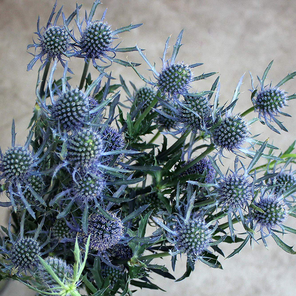 Thistle (Eryngium)