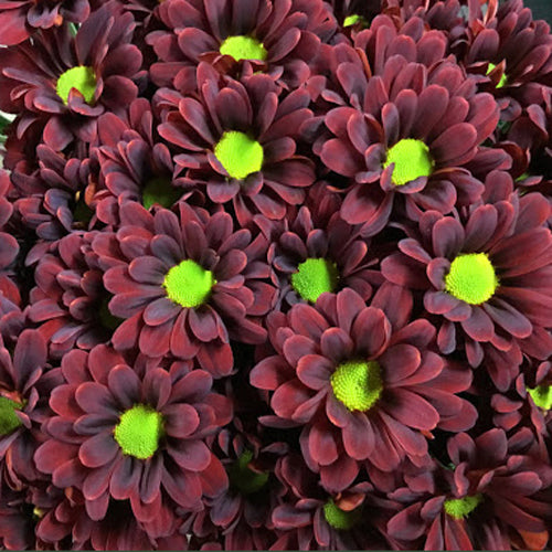 Chrysanthemum Spray Pompon Daisy Cleveland Plant & Flower Erie