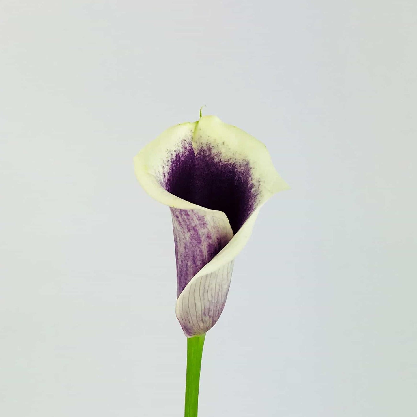 Calla Lily - Mini