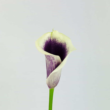 Calla Lily - Mini