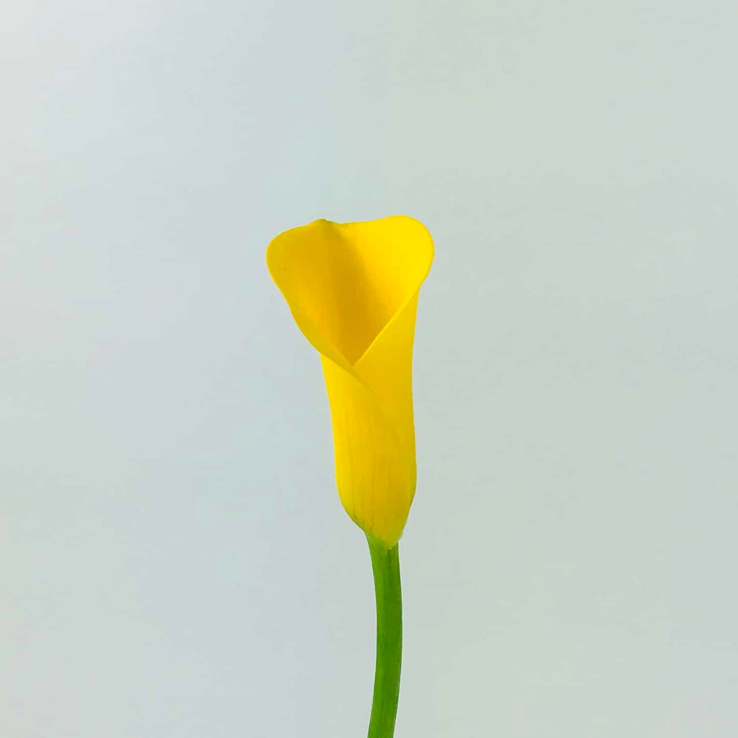 Calla Lily - Mini