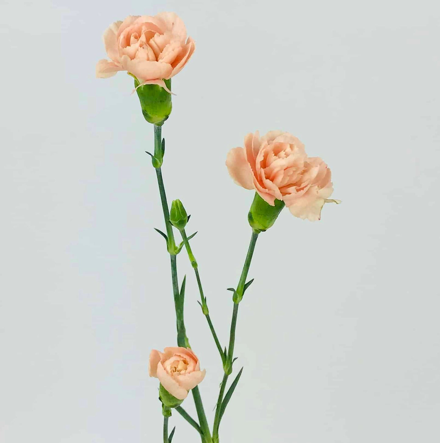 Carnations Spray (Mini Carnations)