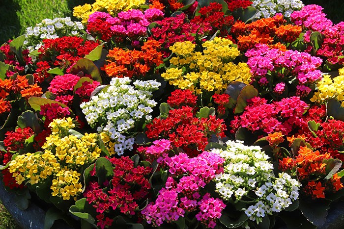 Kalanchoe - Assorted Colors