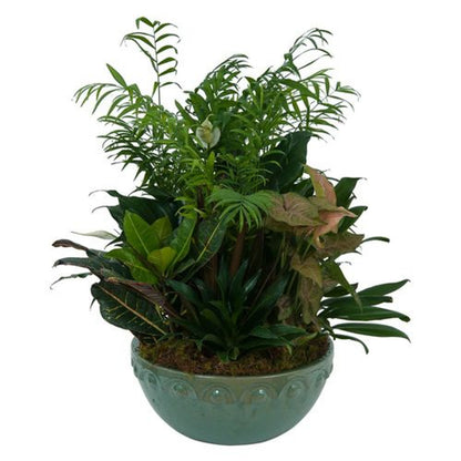 Dish Gardens with Assorted Green Plants