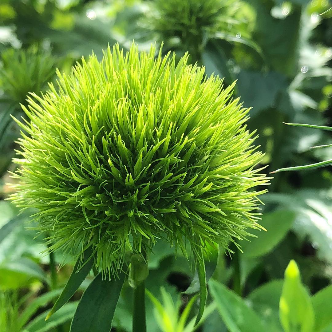 Dianthus (Trachelium)