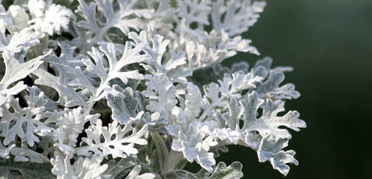 Dusty Miller