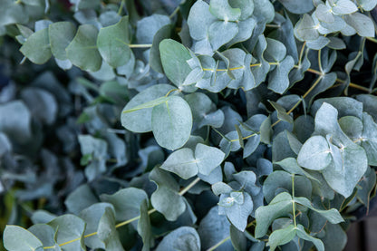 Eucalyptus