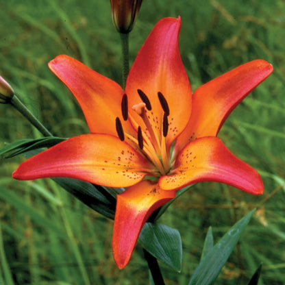 Lily Asiatic