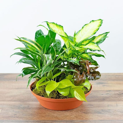 Dish Gardens with Assorted Green Plants