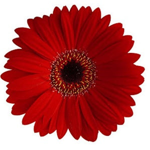 Gerbera