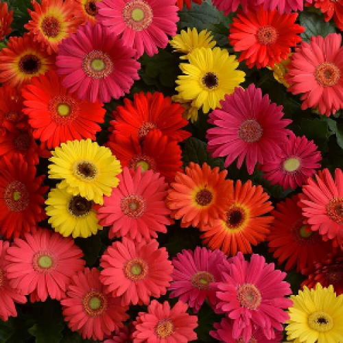 Gerbera-Minis